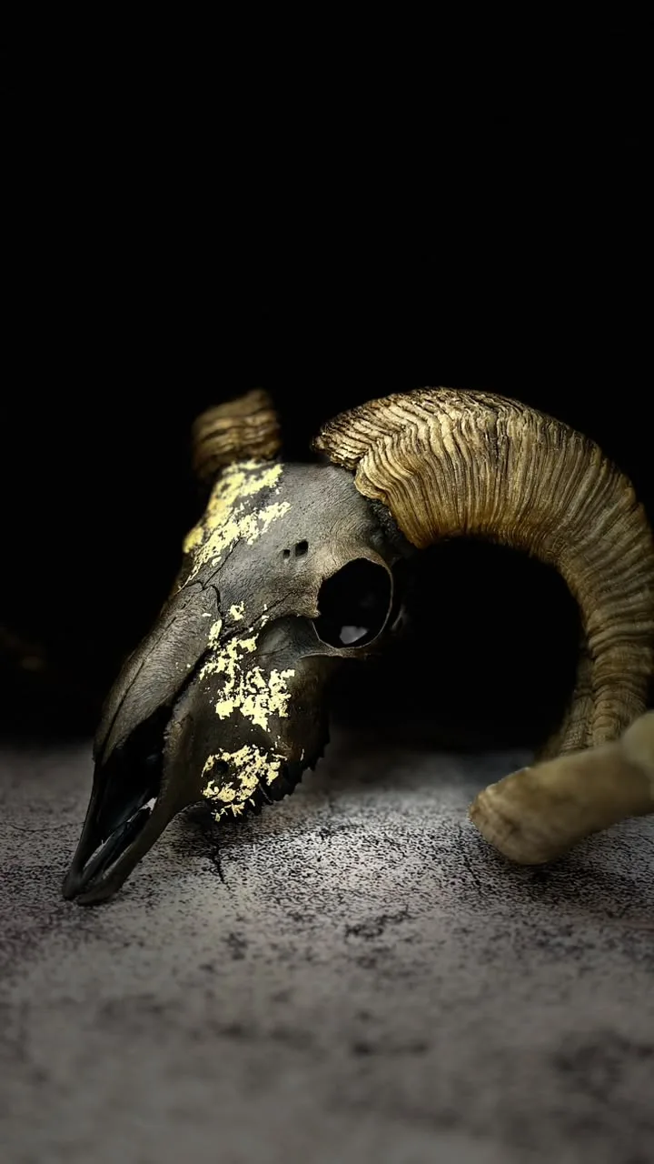 Ram skull with curled horns, finished dark with gold-leaf detail